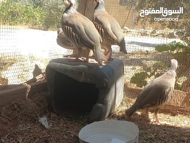 خمسة ذكور حجل  للبيع