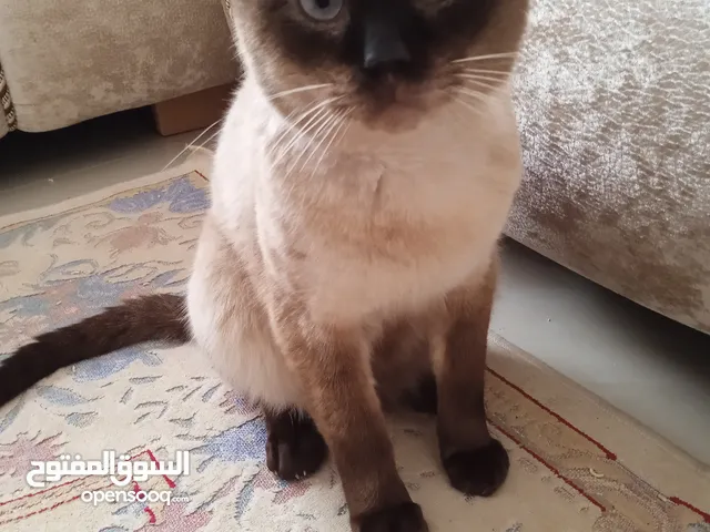 قط نوع سيامي مرتب واليف وهادء