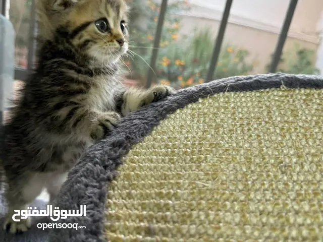 ذكر سكوتش قولد جولدن العمر 55 يوم جاهز لبيته الجديد