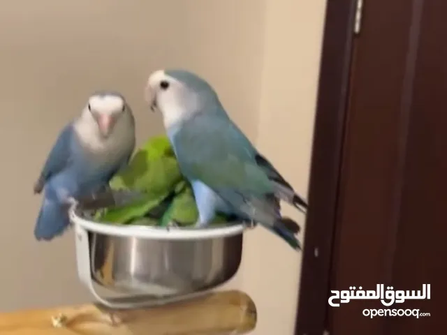 سبع حبات روز اليف