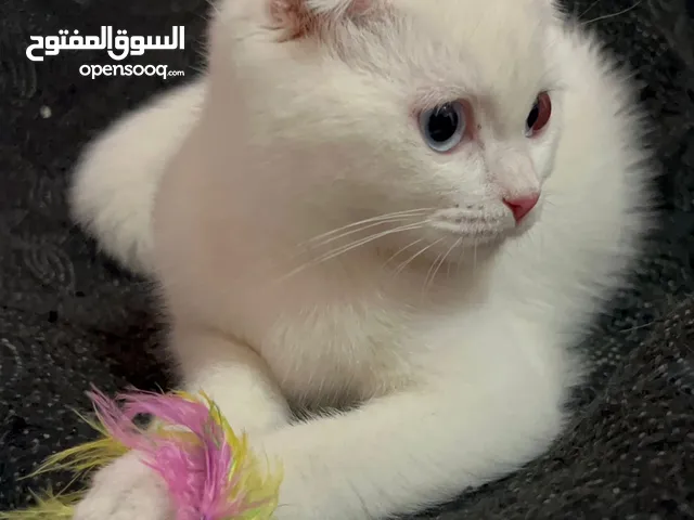 سكوتش فولد