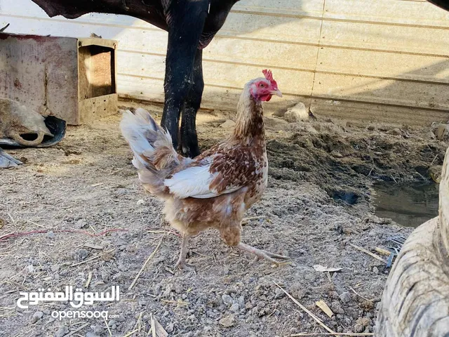 اقره الوصف