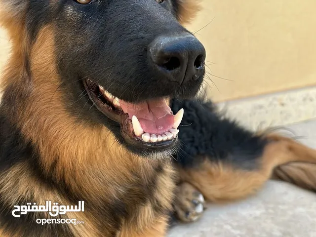 German Shepherd for sale جرمن شبرد للبيع