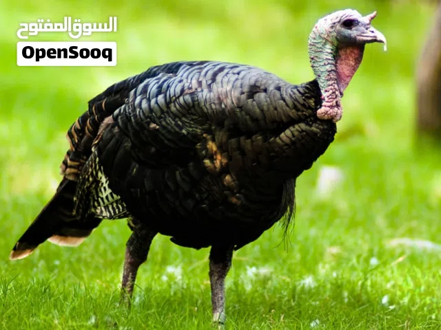 السلام عليكم متوفر ديك رومي (فروج و4دجاجات)