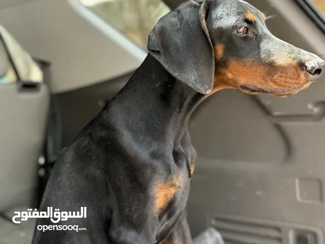 جاب دوبر مان للبيع سلالت ابطال الحلم بصحه وعافيه زينه  ولعوووًب سمره اربع اشهر السعر 150