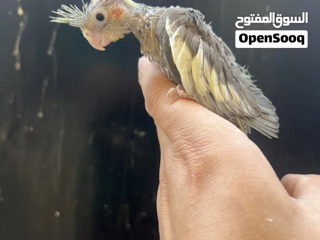 كوكتيل زق لون رصاصي