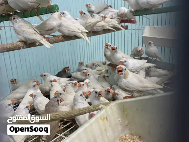 حضيرة زيبرا فيها جميع الالوان