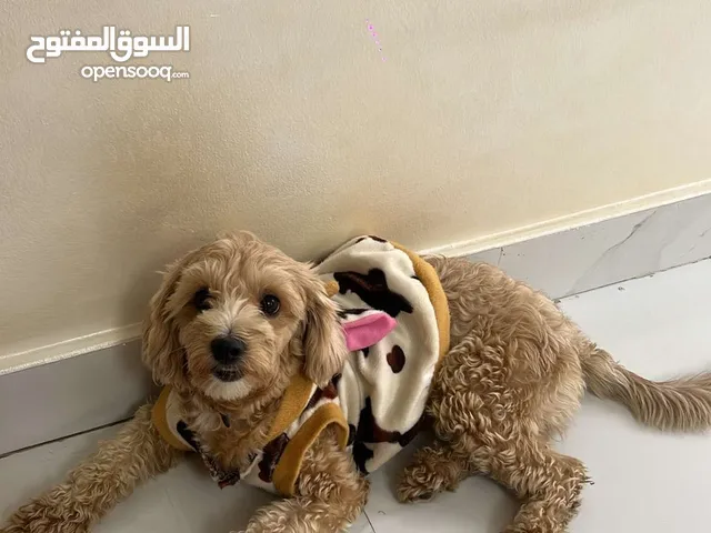كلب مالتيز مع جميع الملحقات العمر سنه و شهر