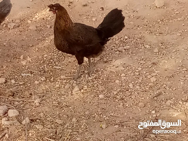 دجاج عربي35