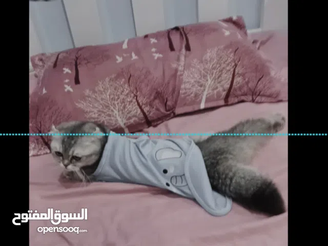 قطط من النوع  الفاخيرة  Scottish Fold Silver꧂