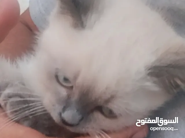 قط سيامي للبيع ال قط حله بكثير من البصورا عمرشهرين