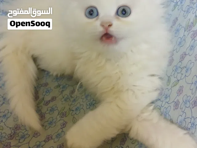 شيرازي مون فيس