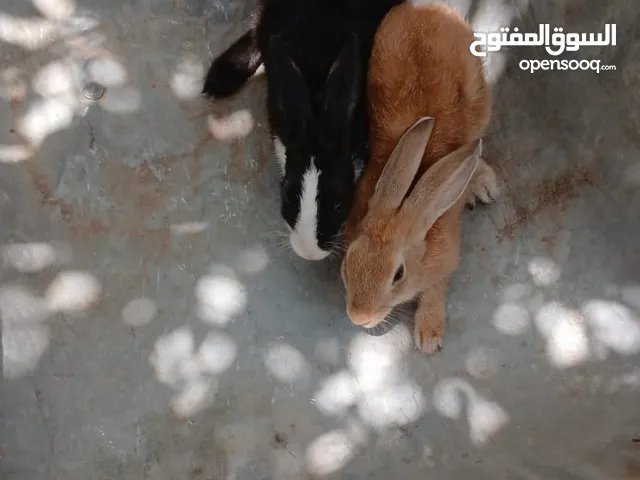 ارانب عمانيات الأسود ذكر والحليبي انثا