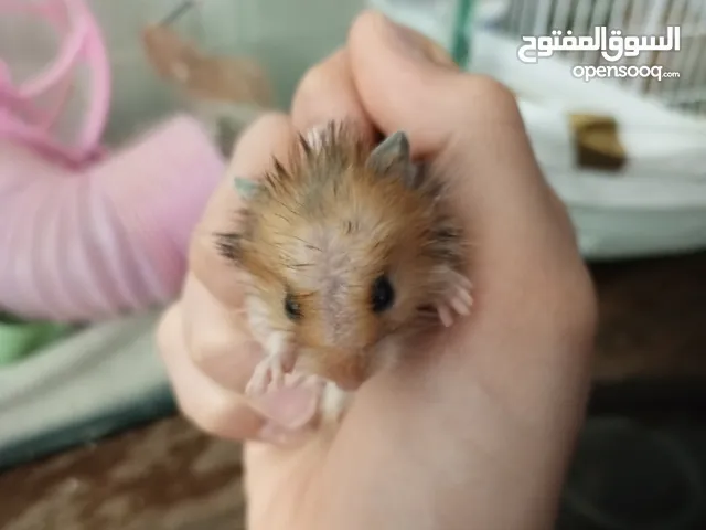 هامستر اللونغ هير و شورت هير عدد 4 عمر شهر للبيع