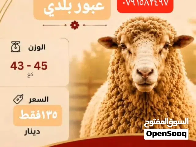 عقايق ونذور بلدي