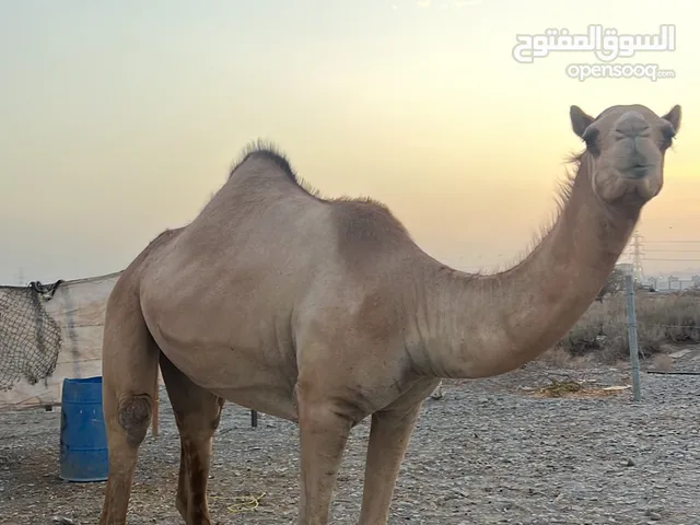 يذعه بنت مكيف العاصفه