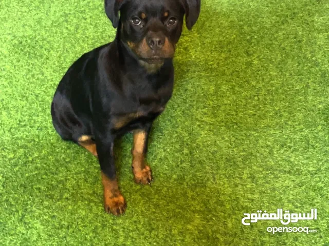 Rottweiler for sale