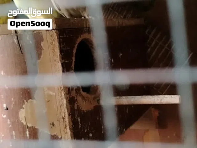 طيور كوكتيل 10زواج اليريدهن يجي خاص نصهن مبيضات