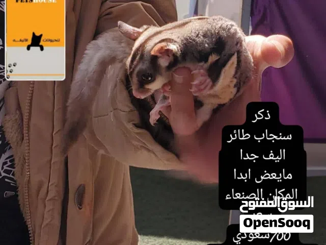 سنجاب طائر سعر 700 سعودي. اودولار185  الذي يبخس لايدخل