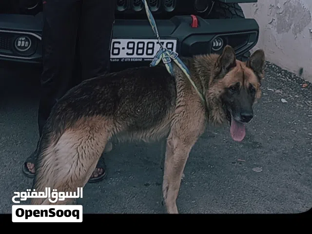 كلب جيرمن شيبرد شولاين كلب حراسه
