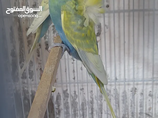 زوج طيور حب مبيضات