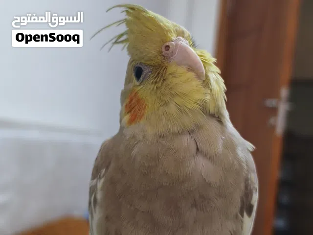 انثى ببغاء كوكتيل