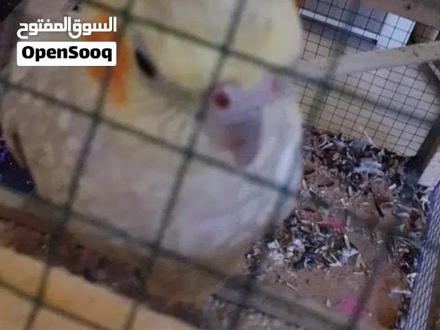 كوكتيل أليف انثى
