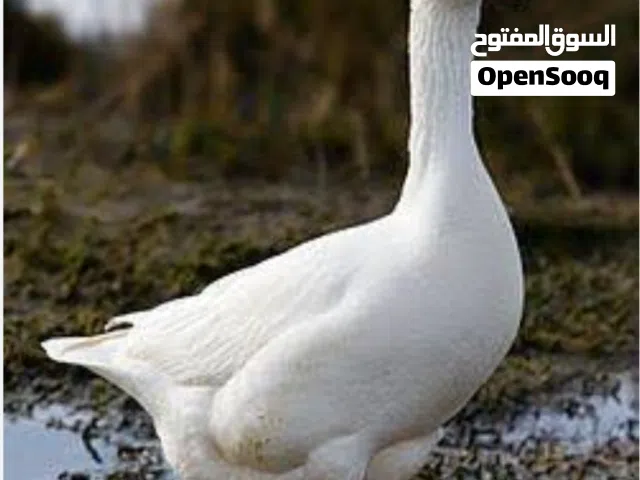 ذكر وز ابيض جامبو عدد 2