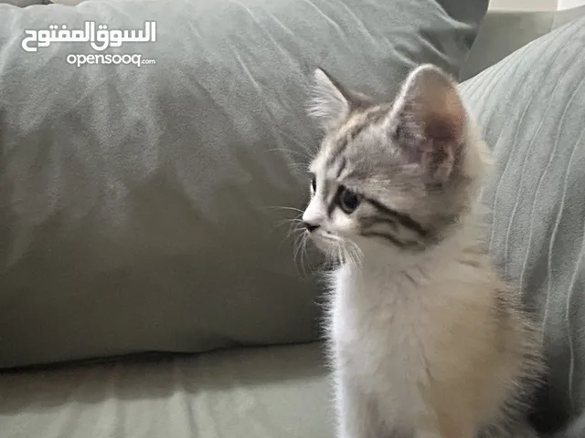 قطه شيرازيه للتبني