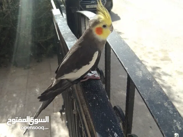 جوز كوكتيل اليف مع قفص حبتين