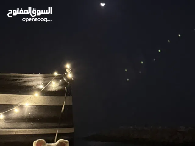 للبيع كلب مالتيز (ذكر)