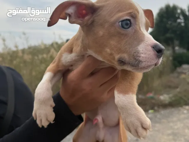 American bully 3 months old puppies