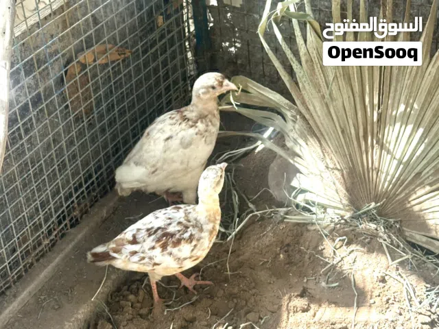 للبيع ازواج صفارد ابيض + زوجين اصفر