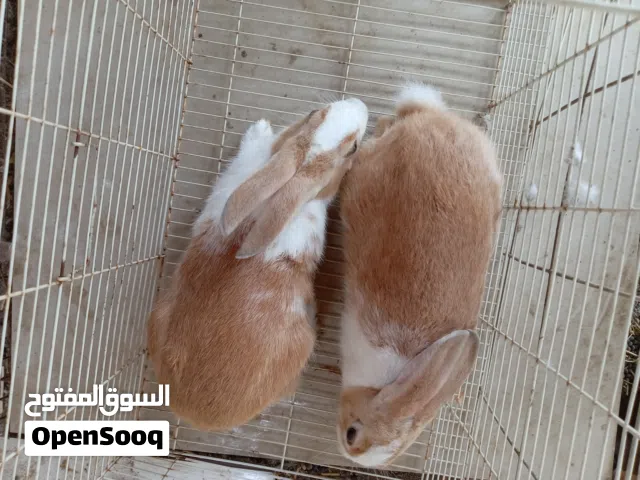 للبيع زوج ارانب