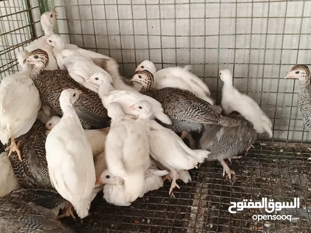 فراخ فرعوني ابيض وازرق صحه ونضاله تبارك الرحمن