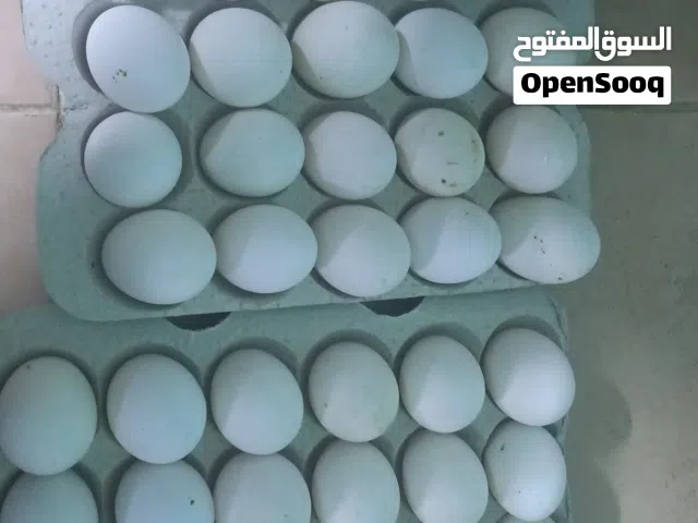 بيض عماني وبيض بط مخصب