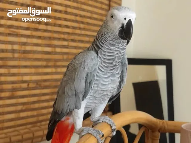 ببغاء كاسكو