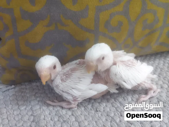 زوج غندورة البينو للبيع