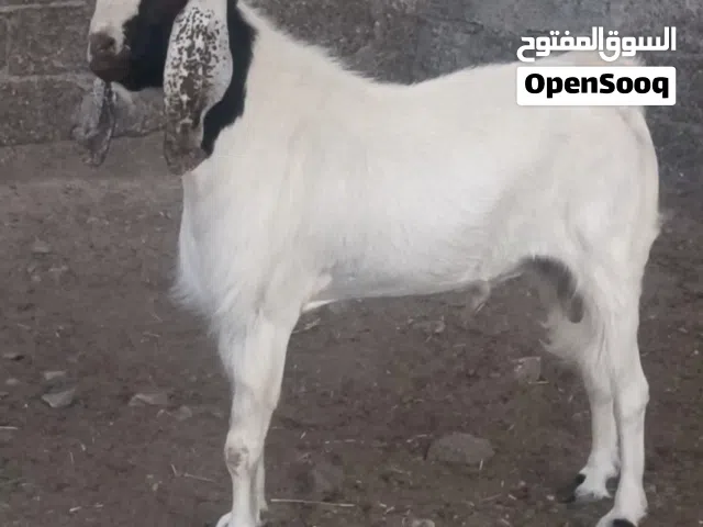 تيس طيب للتربية سلاله مطلوبه بالسوق