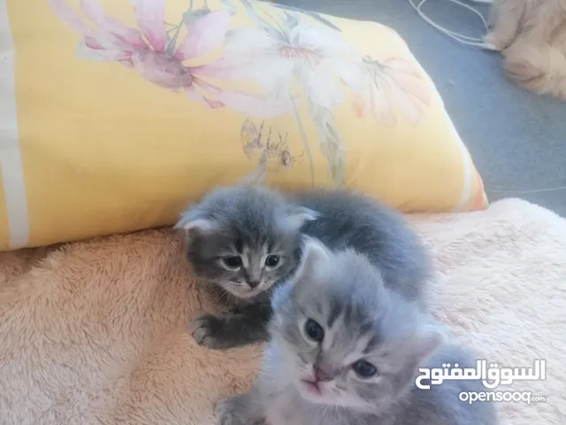 قطط هملايا مكس شيرازي بسعر 35