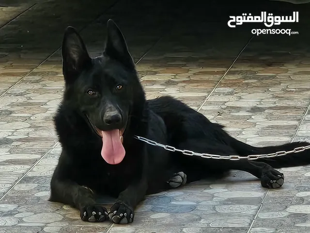 جيرمن شيبرد رويال بلاك مستوى فخم جدا اسود ملوكي