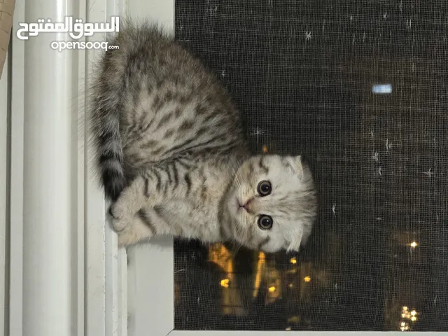 سكوتش دبل فولد