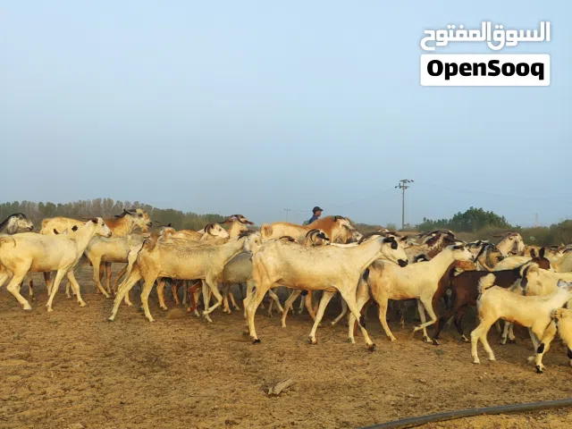 70 راس ماعز سليمه سن وديوس