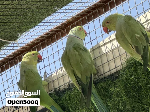 للبيع متوه 3ذكور و 6 اناث منتج