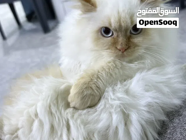 قطة ذكر هملاية نظيفة ومنزلية وأليف