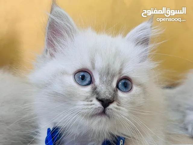 كتن هملايا بيكي فيس مكس هملايا بيرشن