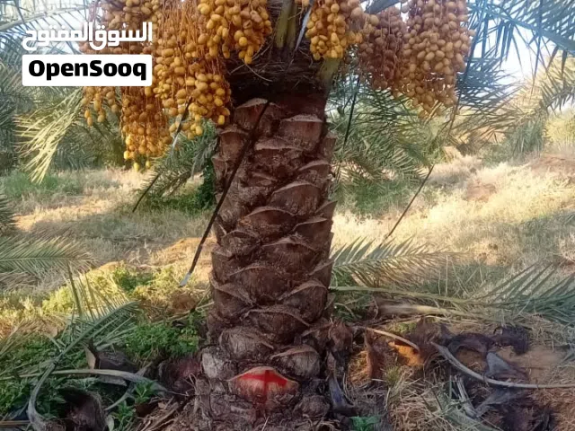 نخيل مثمرعربي وواشنطن للبيع