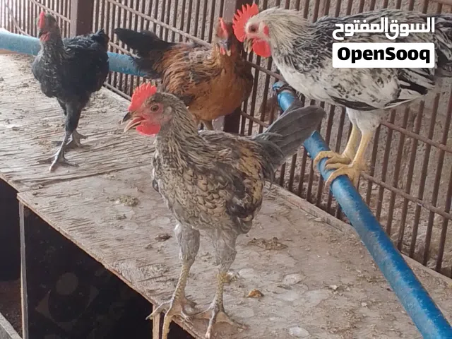 لدينا بلدي للبيع اعمارهم