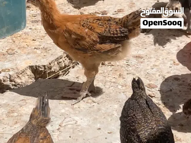فرخات عمر شهرين و 25