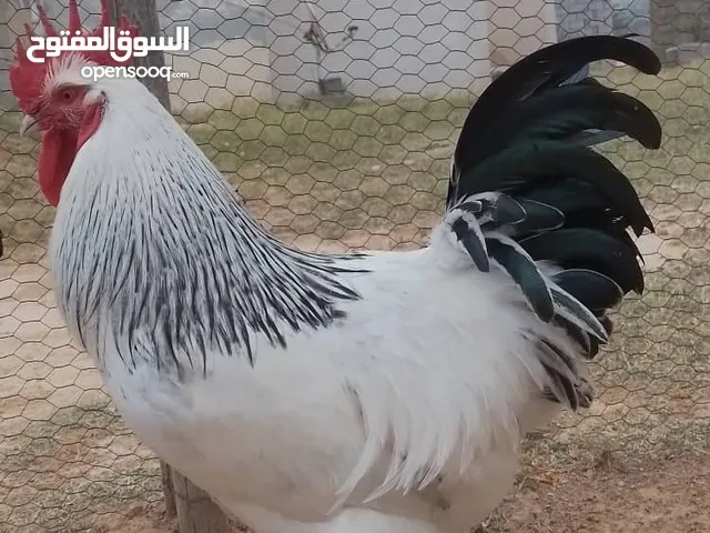 بيض وكتكوت للبيع